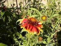 Gaillardia grandiflora