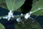 Mealybugs look like little white tufts of cotton Mealy bug