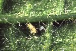 Spider mites are almost impossible to see with the naked eye spider mites