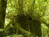 Just a mossy stump