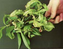 example of Peach leaf curl