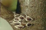 Scale insects often build up to large numbers because they go undetected. scale insects
