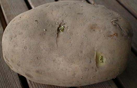 Seed potato