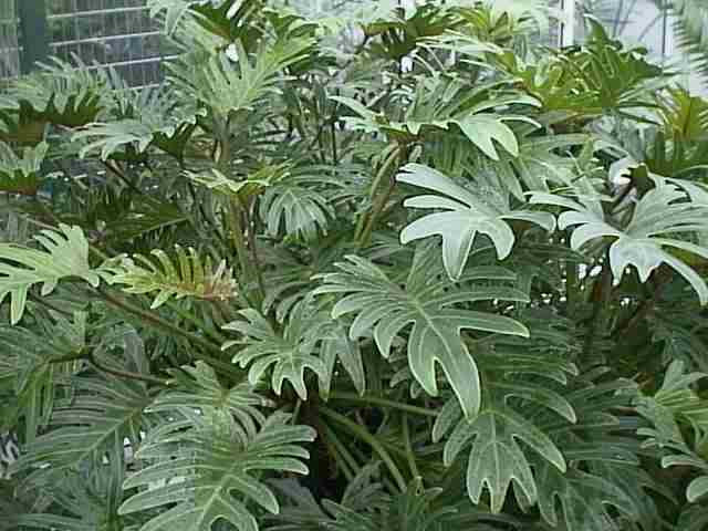 Philodendron selloum