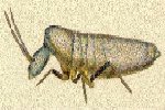 Springtails are usually noticed when brought to the surface during watering. springtail