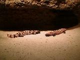 Gila monster