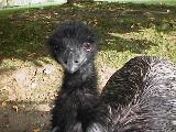 Emu