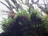 Licorice ferns
