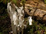 Indian Pipe