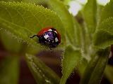 Ladybug