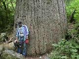 Worlds largest Western Hemlock