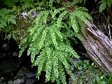 Pacific maidenhair fern