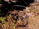 Garter snake