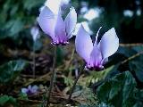 Cyclamen