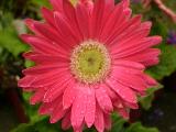 Gerbera