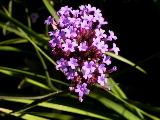 Liriope