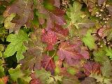 Oakleaf Hydrangea