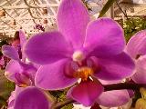 Phalaenopsis orchid