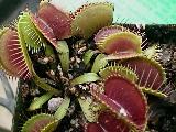 Venus fly trap