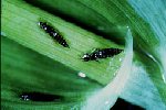 Thrips are very small and hard to see. Thrips