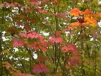A Vine Maple Showing Fall Color, Acer circinatum