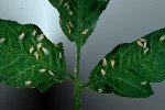 The adult whitefly is a small 'white' fly whiteflies