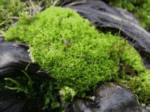 Bottle Moss, Amphidium lapponicum