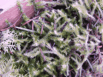 Golden Short-Capsuled Moss, Brachythecium frigidum