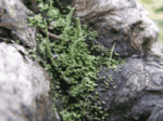 Cladonia Scales Lichen with Cladonia macilenta growing in this Lichen colony