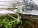 False Pixie Cup Lichen, Cladonia chlorophaea