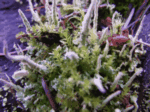 Lipstick Cladonia Lichen, Cladonia macilenta