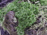 Broom Moss, Dicranum scoparium