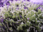 Clear Moss, Hookeria lucens
