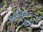 Dust Lichens, Lepraria sp.