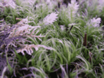 Three different Mosses growing in two square inches