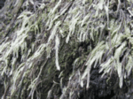 Cedar Shake Liverwort, Plagiochila porelloides