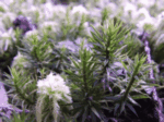 Haircap Moss Growing with Shaggy Sphagnum Moss