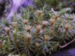 Juniper Haircap Moss, Polytrichum juniperinum