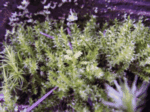 Bent-Leaf Moss, Rhytidiadelphus squarrosus