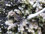 Comb Liverwort, Riccardia multifida