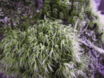 White-Toothed Peat Moss, Sphagnum girgensohnii