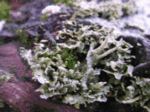 Questionable Rock-Frog Lichens, Xanthoparmelia cumberlandia