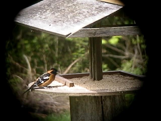 Black Headed Grosbeak