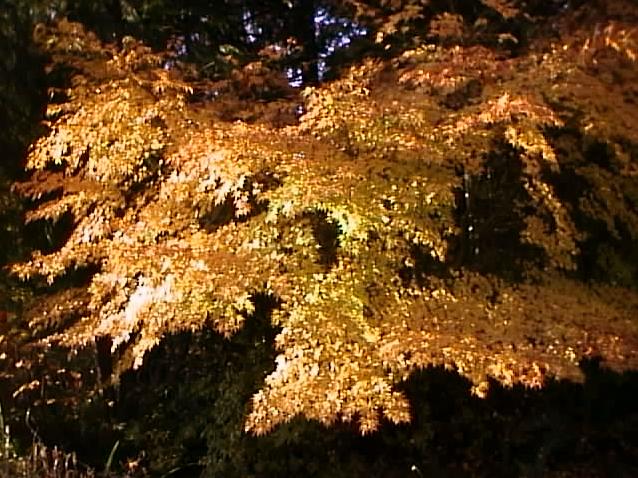 Japanese Maple