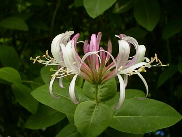 Honeysuckle Flower