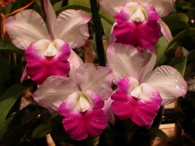 Orchids, the Queen of Flowers