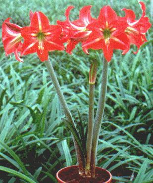 Amaryllis in Bloom