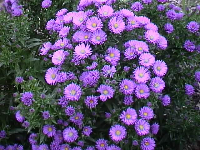 Aster in Bloom