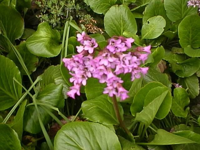 Bergenia in the garden