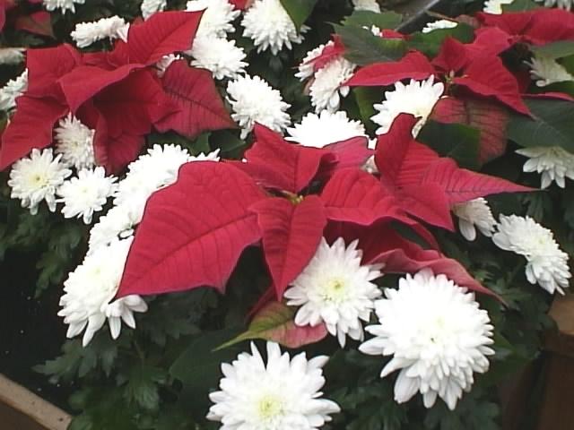 Chrysanthemums and Poinsettias